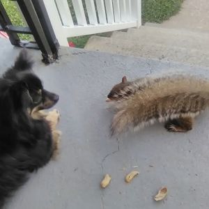 Meet your Posher, Roy